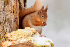 086.2023-January-25-UK-Red-Squirrels-plus-Brownsea-Island-IOW.-86-