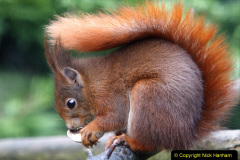 087.2023-January-25-UK-Red-Squirrels-plus-Brownsea-Island-IOW.-87-