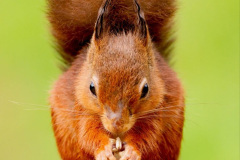 089.2023-January-25-UK-Red-Squirrels-plus-Brownsea-Island-IOW.-89-