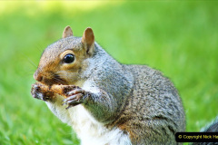 093.2023-January-25-UK-Red-Squirrels-plus-Brownsea-Island-IOW.-93-