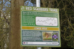 096.2023-January-25-UK-Red-Squirrels-plus-Brownsea-Island-IOW.-96-