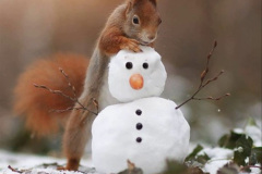 098.2023-January-25-UK-Red-Squirrels-plus-Brownsea-Island-IOW.-98-