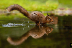 100.2023-January-25-UK-Red-Squirrels-plus-Brownsea-Island-IOW.-100-