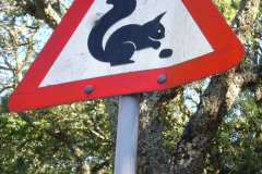 102.2023-January-25-UK-Red-Squirrels-plus-Brownsea-Island-IOW.-102-