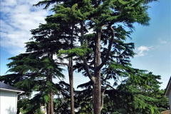 002.2023-07-25-Local-walk-from-Home-to-Evening-Hill-Poole-Dorset-and-return-to-Home.-2-