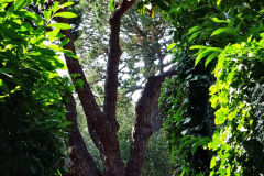 024.2023-07-25-Local-walk-from-Home-to-Evening-Hill-Poole-Dorset-and-return-to-Home.-24-