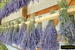 021.2023-07-13-Lavender-21-