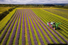 022.2023-07-13-Lavender-22-
