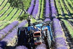 030.2023-07-13-Lavender-30-