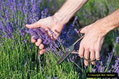 048.2023-07-13-Lavender-48-