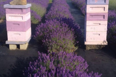 102.2023-07-13-Lavender-102-