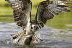 2023 July 17 Poole Harbour wild life & Osprey Dorset