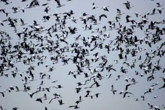 014.2023-07-17-Poole-Harbour-wild-life-Ospreys.-14-