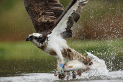 Osprey with half caught trout. May Cairngorms NP. Pandion haliaetus