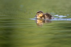 045.2023-07-17-Poole-Harbour-wild-life-Ospreys.-45-