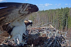 046.2023-07-17-Poole-Harbour-wild-life-Ospreys.-46-
