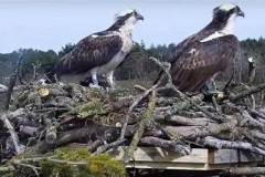 056.2023-07-17-Poole-Harbour-wild-life-Ospreys.-56-