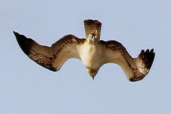 064.2023-07-17-Poole-Harbour-wild-life-Ospreys.-64-