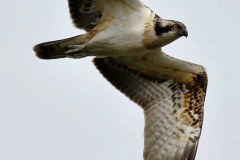 066.2023-07-17-Poole-Harbour-wild-life-Ospreys.-66-