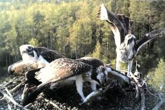 076.2023-07-17-Poole-Harbour-wild-life-Ospreys.-76-