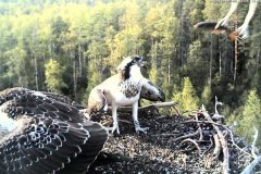 077.2023-07-17-Poole-Harbour-wild-life-Ospreys.-77-