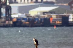 082.2023-07-17-Poole-Harbour-wild-life-Ospreys.-82-