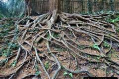 015.2023-07-18-To-Westbourne-for-breakfast-then-walk-Alum-Chine-to-Bournemouth-and-home.-15-