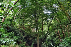 019.2023-07-18-To-Westbourne-for-breakfast-then-walk-Alum-Chine-to-Bournemouth-and-home.-19-