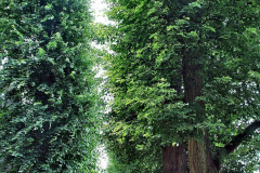 025.2023-07-19-The-Vyne-NT-Near-Basingstoke-Hampshire.-25-