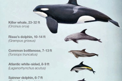 2023 July 23 Whales & Dolphins