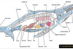 009.2023-07-23-Whales-Dolphins.-9-
