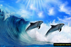 017.2023-07-23-Whales-Dolphins.-17-