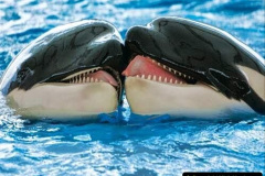 022.2023-07-23-Whales-Dolphins.-22-