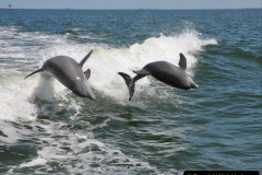 027.2023-07-23-Whales-Dolphins.-27-