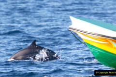 030.2023-07-23-Whales-Dolphins.-30-