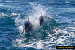 031.2023-07-23-Whales-Dolphins.-31-