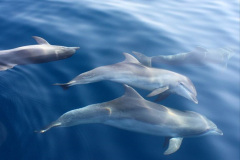 034.2023-07-23-Whales-Dolphins.-34-