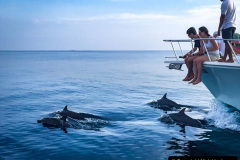 040.2023-07-23-Whales-Dolphins.-40-