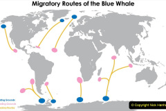 047.2023-07-23-Whales-Dolphins.-47-