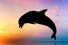 053.2023-07-23-Whales-Dolphins.-53-