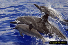 056.2023-07-23-Whales-Dolphins.-56-