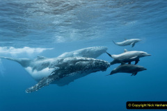 060.2023-07-23-Whales-Dolphins.-60-