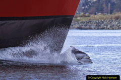 066.2023-07-23-Whales-Dolphins.-66-