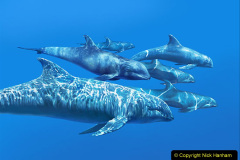 079.2023-07-23-Whales-Dolphins.-79-