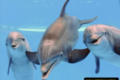 086.2023-07-23-Whales-Dolphins.-86-