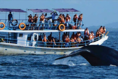 101.2023-07-23-Whales-Dolphins.-101-