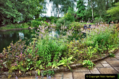 017.2023-07-24-Holme-Garden-Centre-Near-Wareham-Dorset.-17-
