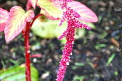 032.2023-07-24-Holme-Garden-Centre-Near-Wareham-Dorset.-32-