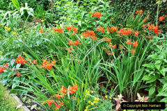 033.2023-07-24-Holme-Garden-Centre-Near-Wareham-Dorset.-33-