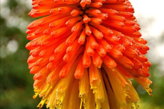 034.2023-07-24-Holme-Garden-Centre-Near-Wareham-Dorset.-34-